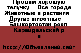 Продам хорошую телучку. - Все города Животные и растения » Другие животные   . Башкортостан респ.,Караидельский р-н